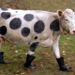 The only thing funnier than a cow: a cow in Wellies.