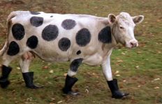 The only thing funnier than a cow: a cow in Wellies.