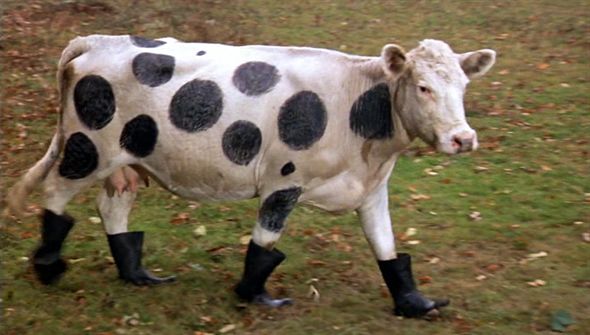 The only thing funnier than a cow: a cow in Wellies.