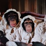 Four of Disney's many chimps