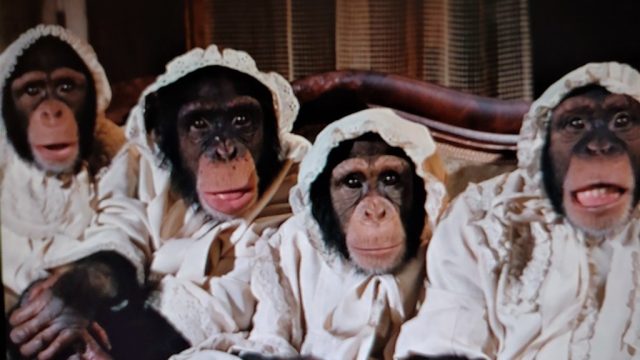 Four of Disney's many chimps