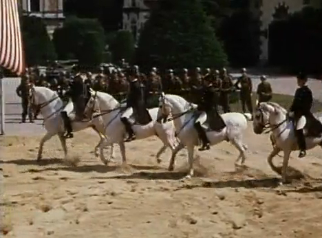 This is what grey horses look like