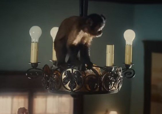 The editor would like it to be known he knows the difference between monkeys and chimps.